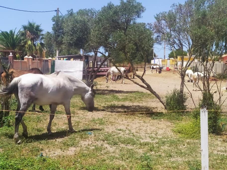Ferienwohnung Granja America Chiclana de la Frontera Exterior foto